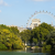 The London Eye peeks over the canopy of trees in an indyllic London park. There is a calm pond in the foreground and the sky is blue.